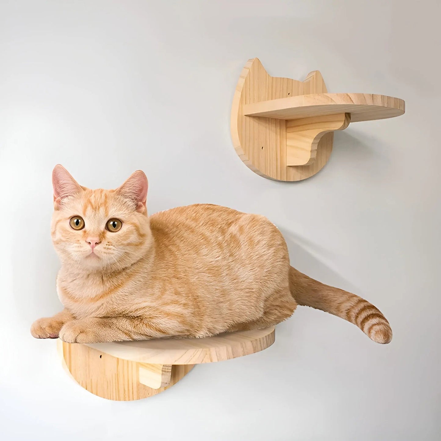 Wandklimplank voor Katten met Krabpaal – ClimbPaws