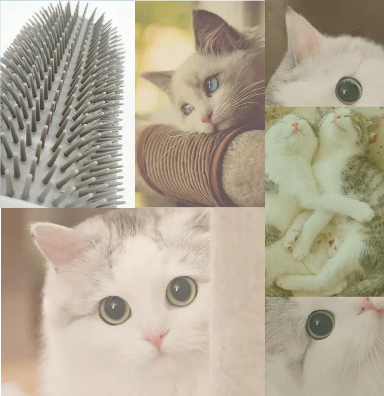 Katten  - PurrGroom