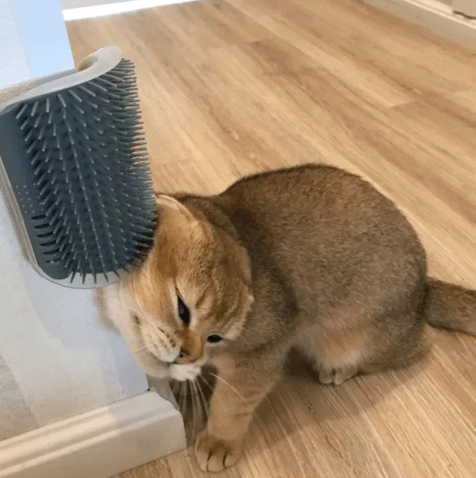 Katten  - PurrGroom
