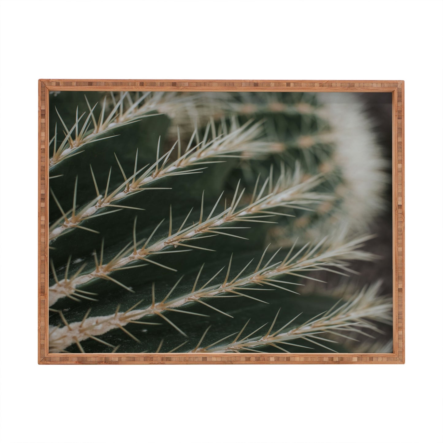 Hello Twiggs Green Cactus Rectangular Tray