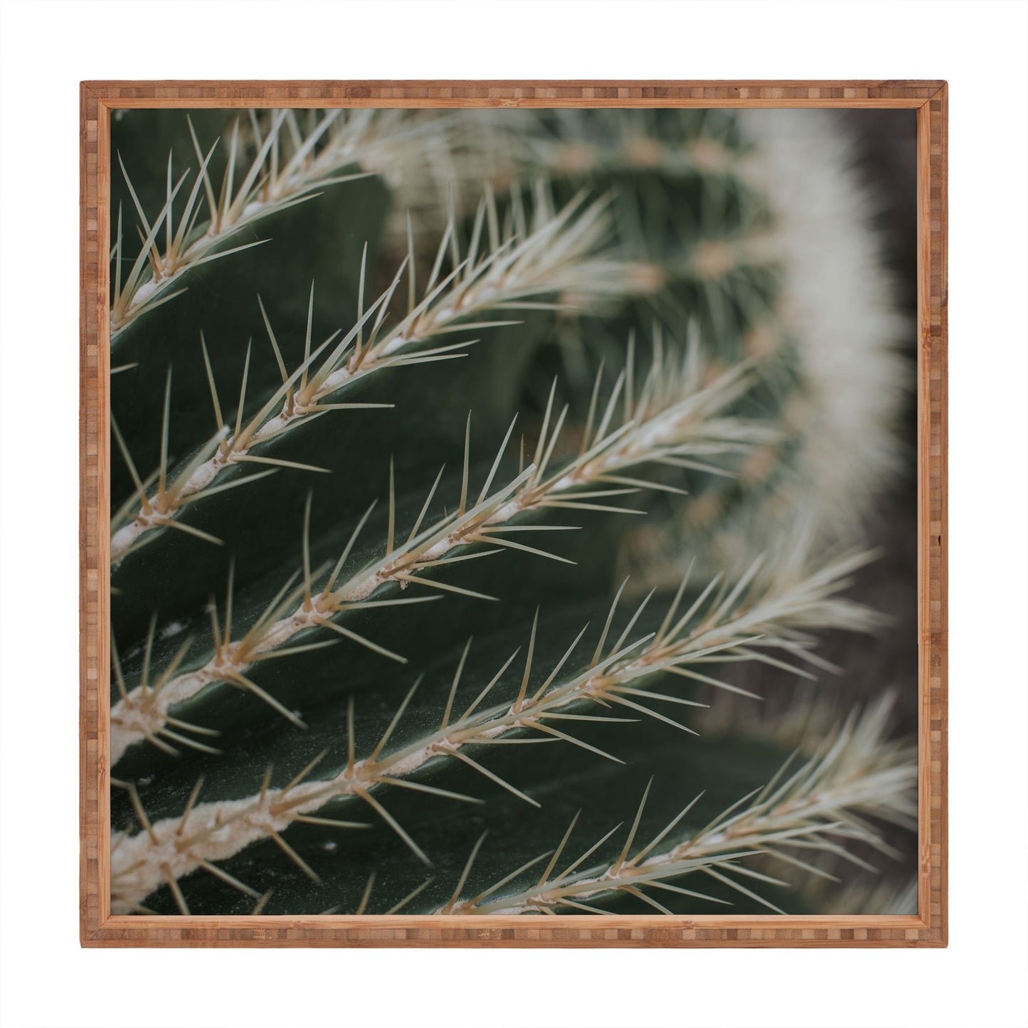 Hello Twiggs Green Cactus Square Tray