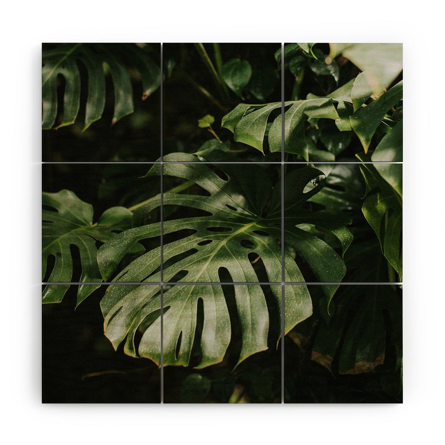 Hello Twiggs Monstera Leaves Wood Wall Mural