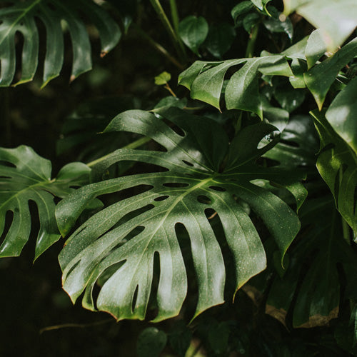 Hello Twiggs Monstera Leaves Shower Curtain