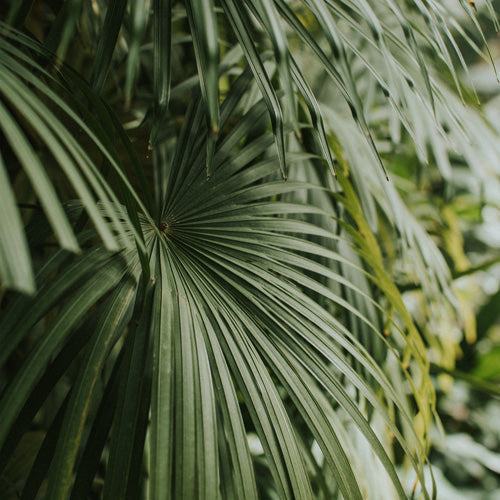 Hello Twiggs Tropical Green Palm Shower Curtain