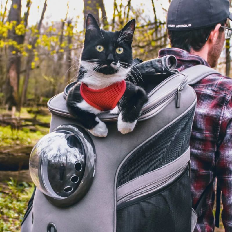 Katten Reistas - CatTrekker